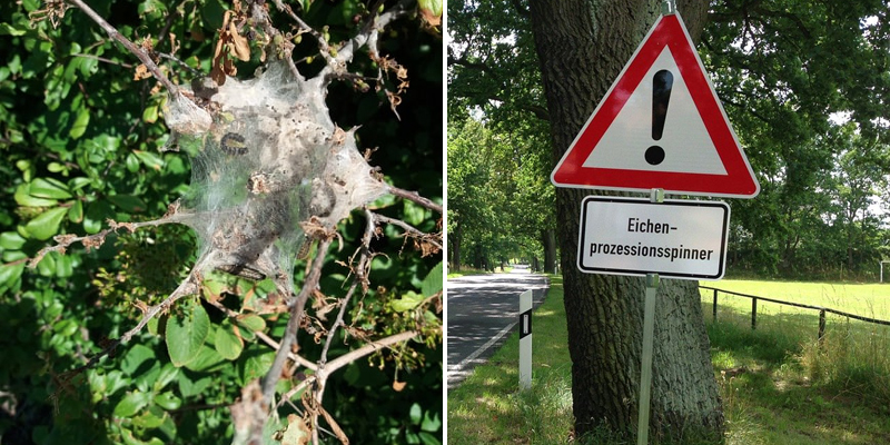 Singvögel Im Kampf Gegen Eichenprozessionsspinner Rlp Aktuell