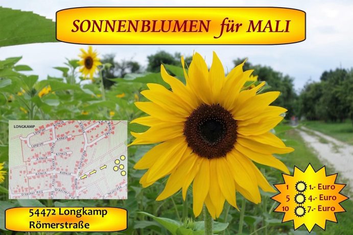 Sonnenblumen für Mali