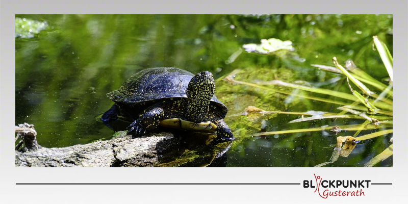 Europäische Sumpfschildkröte