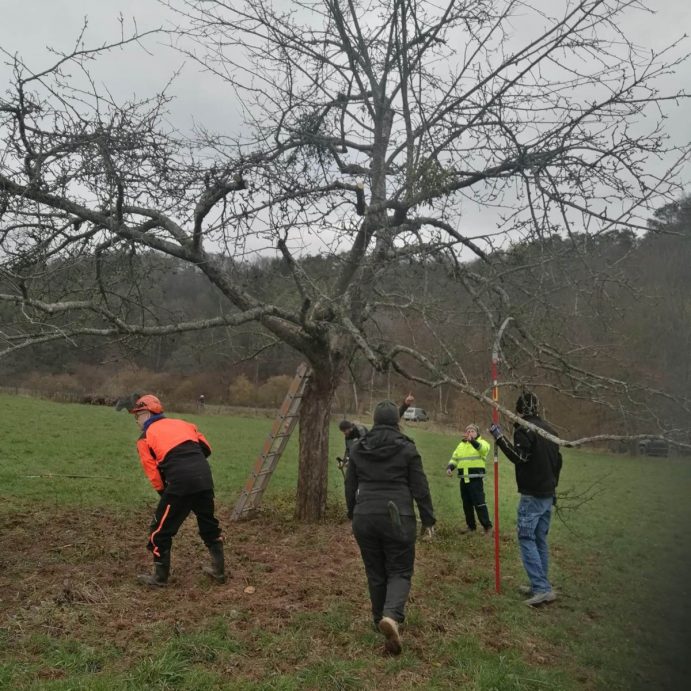 Baumschnittkurs in Kinderbeuren