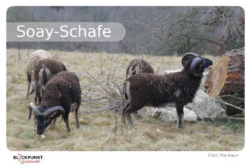 Soay-Schafe