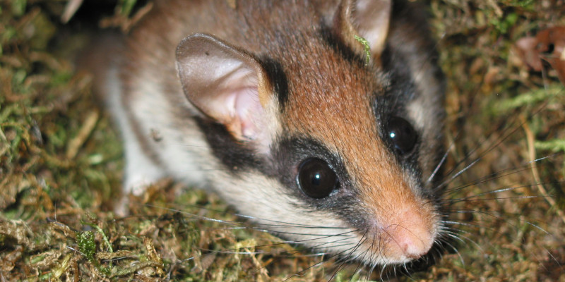 Der Gartenschläfer (Eliomys quercinus)